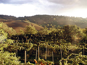 paesaggio Ashram colline Ashram